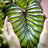 Colocasia 'Pharaoh's Mask'