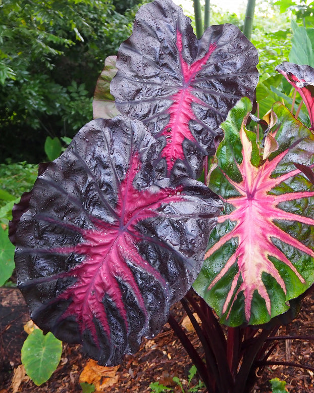 Colocasia 'Redemption'