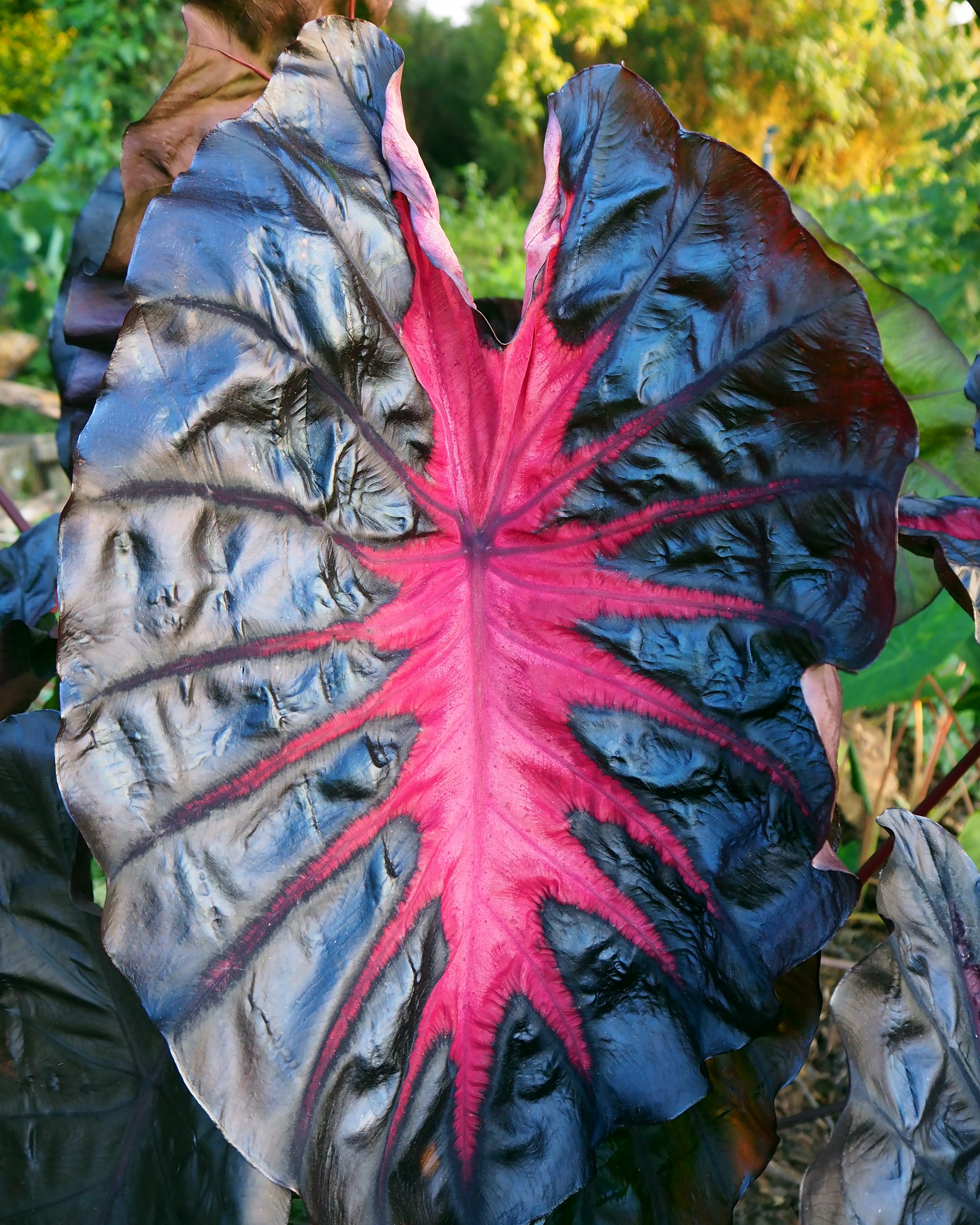 black elephant ear plant uk Colocasia 'Redemption' bulbs