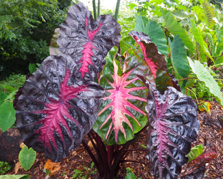 Colocasia 'Redemption' Colocasia 'Redemption'