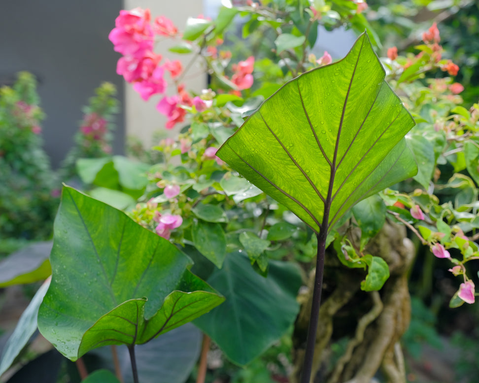 Colocasia 'Tea Cup'