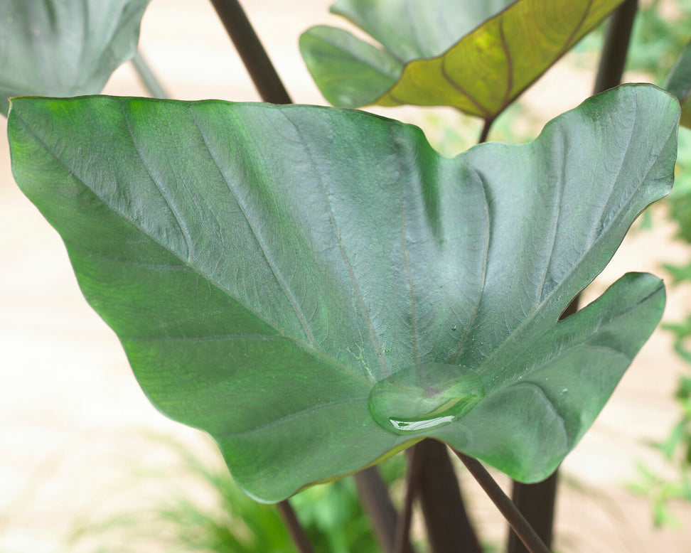 Colocasia 'Tea Cup'
