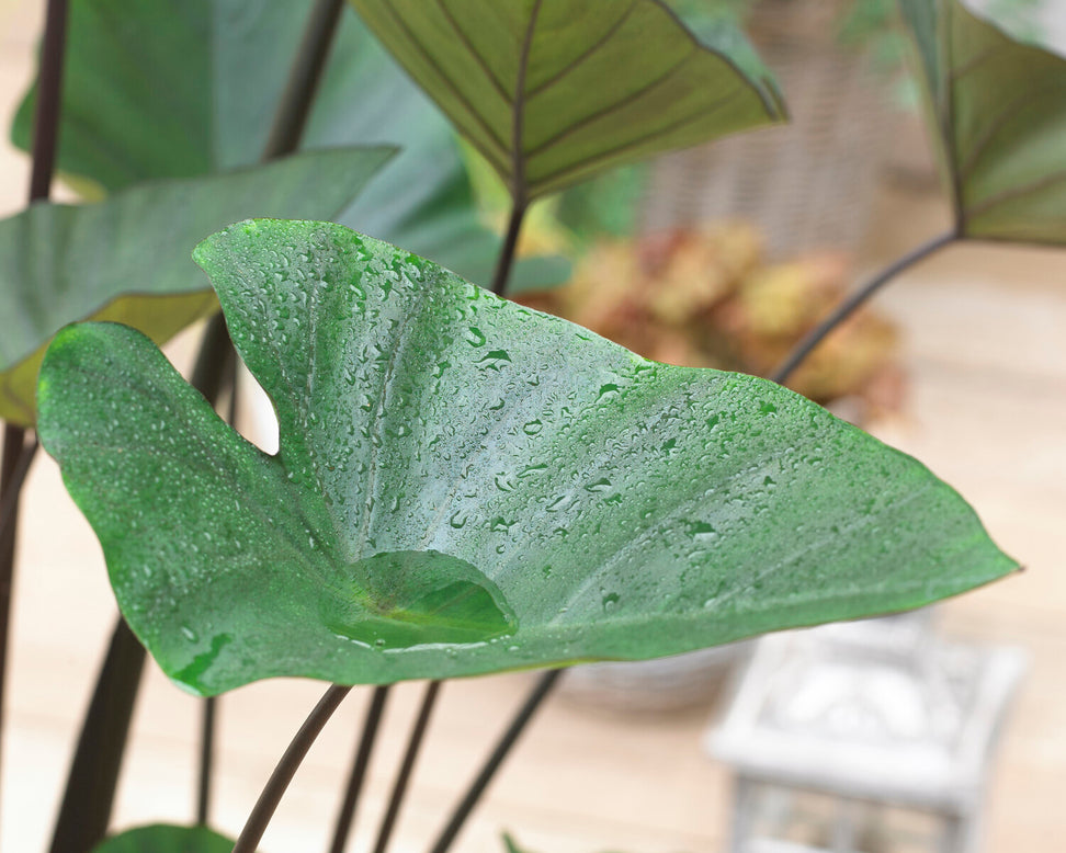 Colocasia 'Tea Cup'