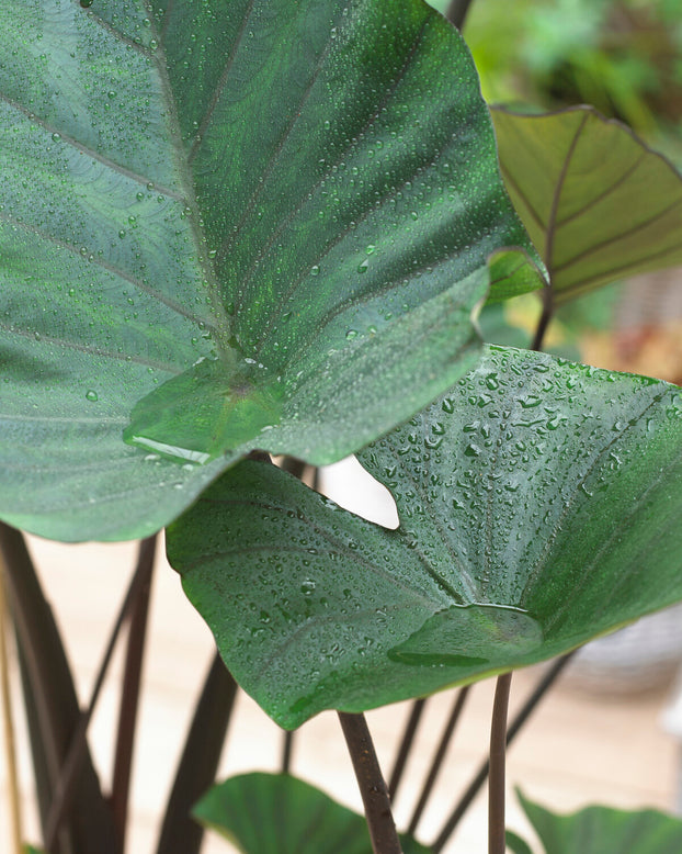 Colocasia 'Tea Cup'