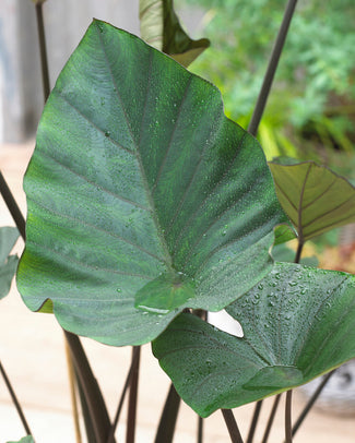 Colocasia 'Tea Cup' Colocasia 'Tea Cup'