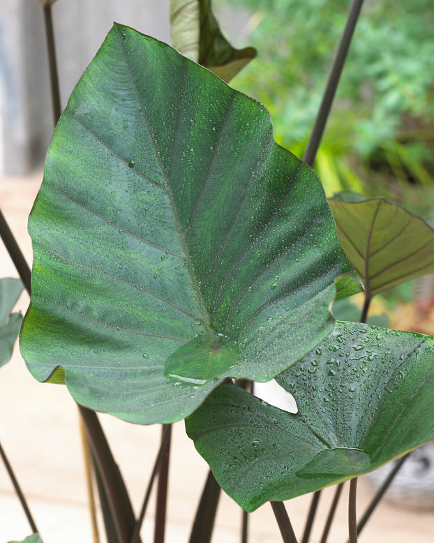 Colocasia 'Tea Cup'