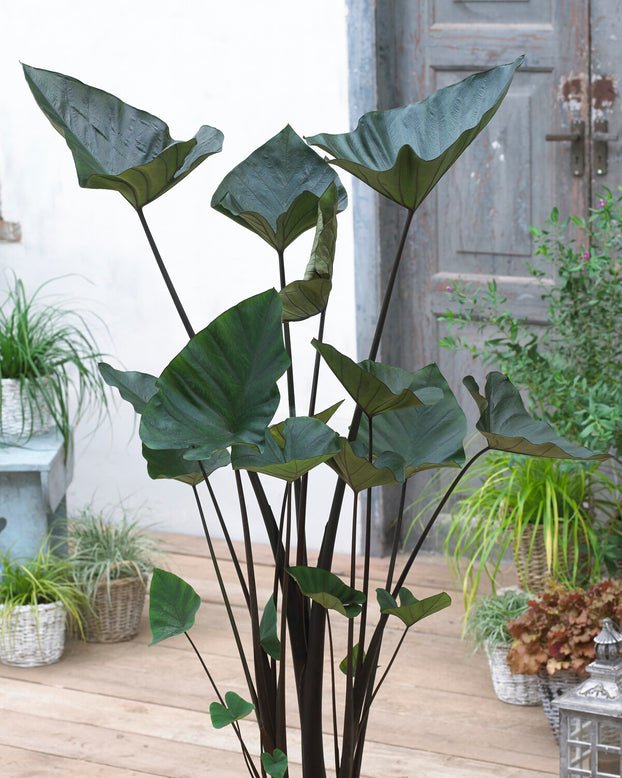 Colocasia 'Tea Cup'