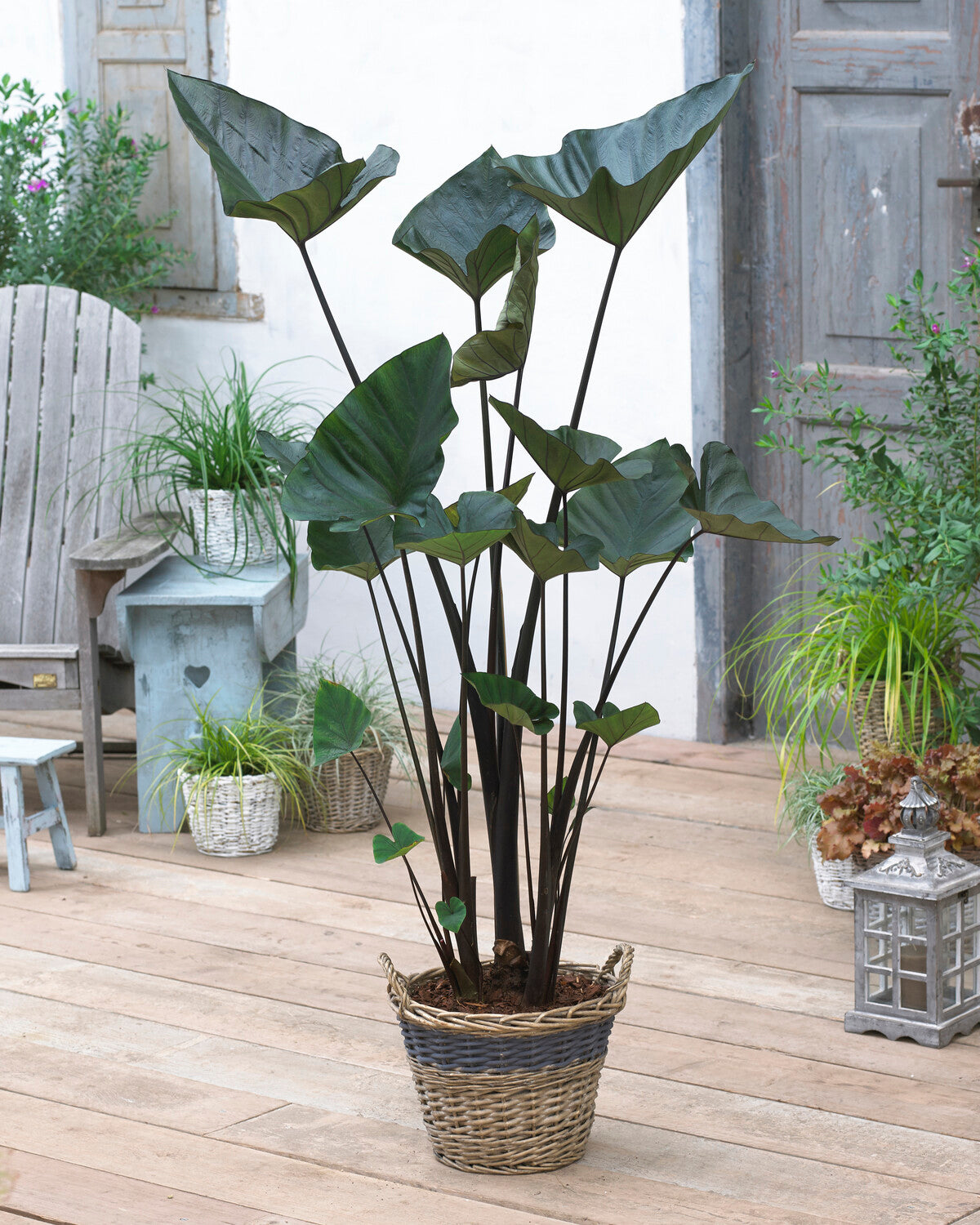 teacup elephant ear plant care Colocasia esculenta 'Tea Cup' Bulbs