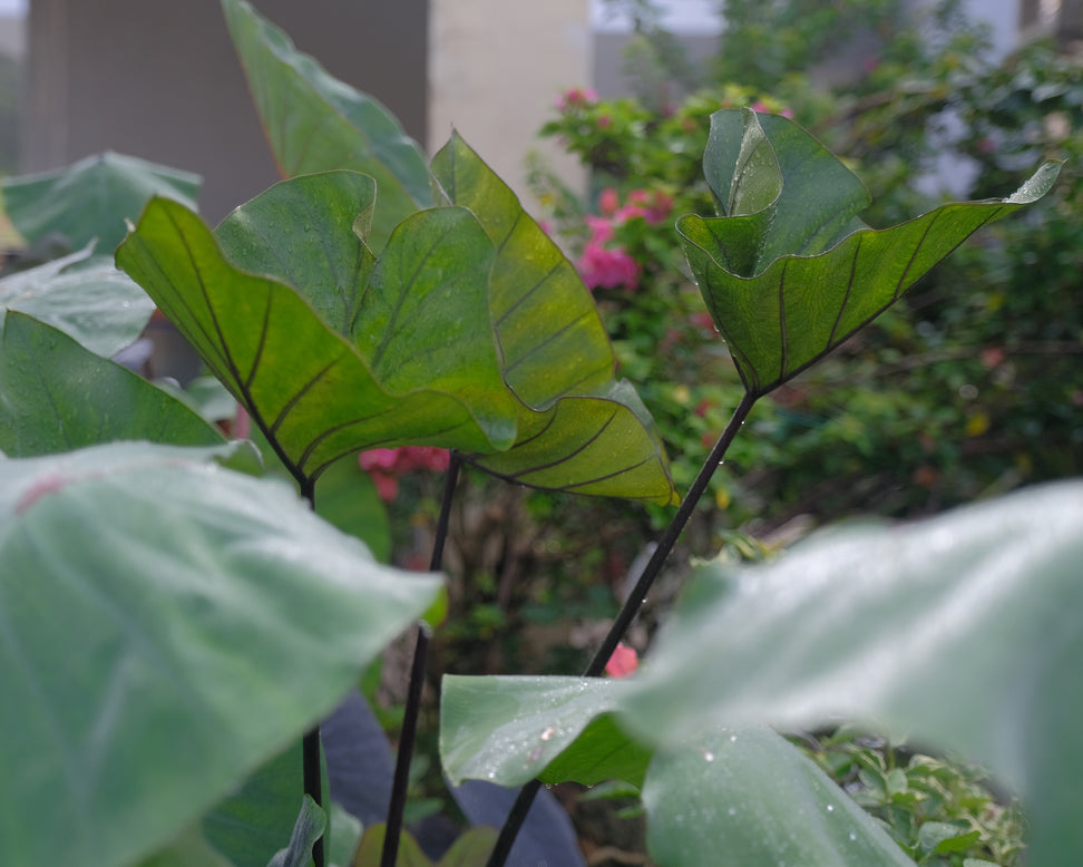 Colocasia 'Tea Cup'