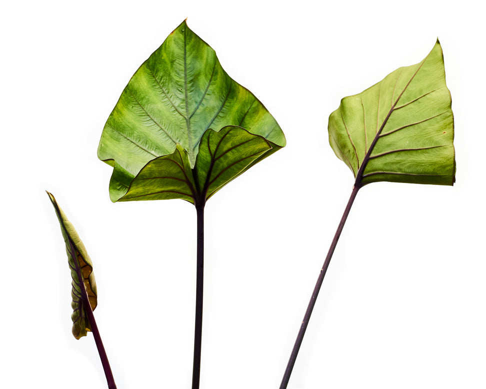 Colocasia 'Tea Cup'