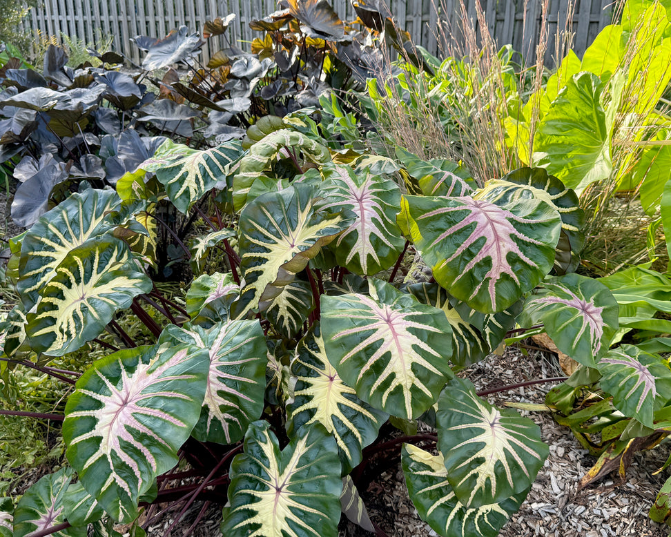 Colocasia 'Waikiki'