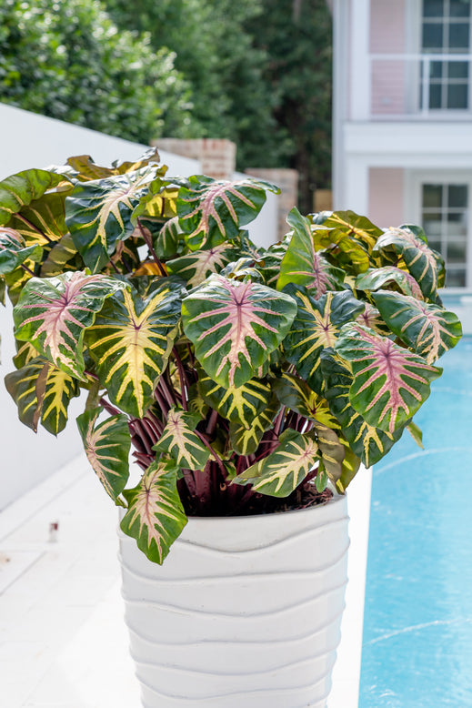 Colocasia 'Waikiki'