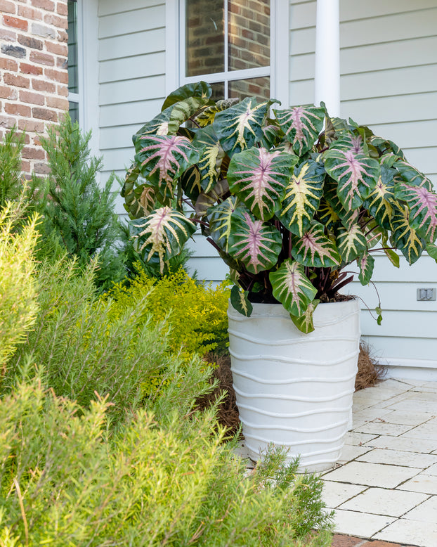 Colocasia 'Waikiki'