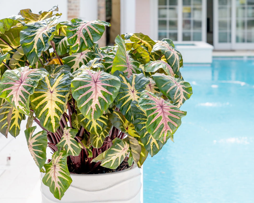 Colocasia 'Waikiki'