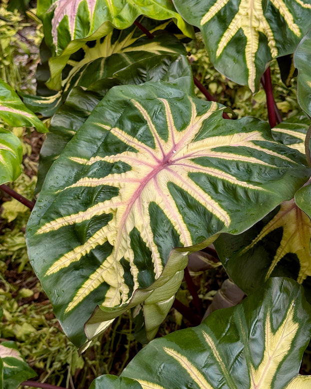 Colocasia 'Waikiki'
