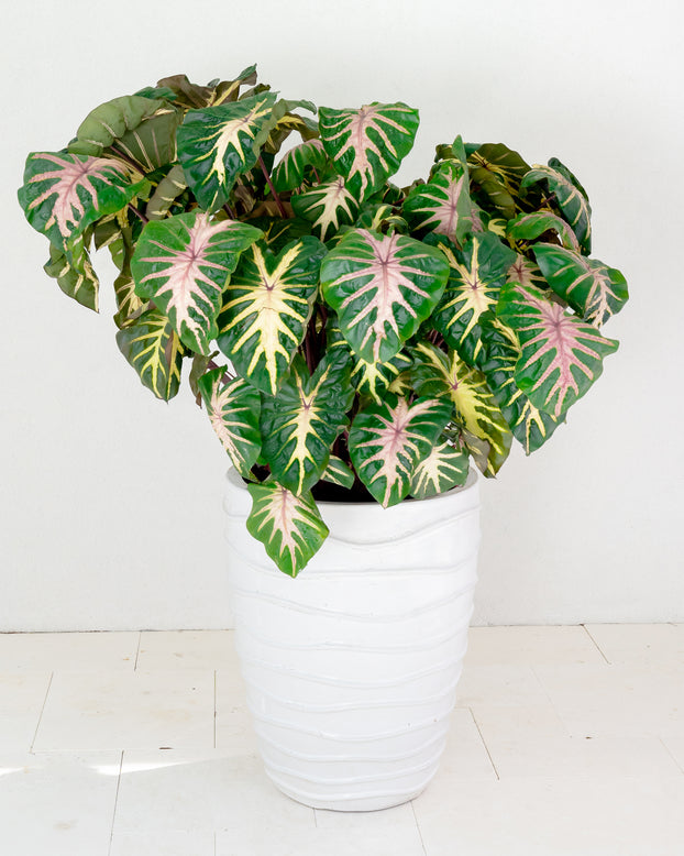 Colocasia 'Waikiki'
