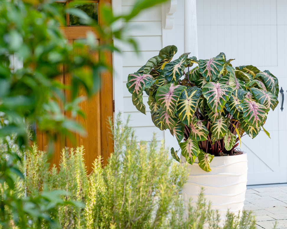 Colocasia 'Waikiki'