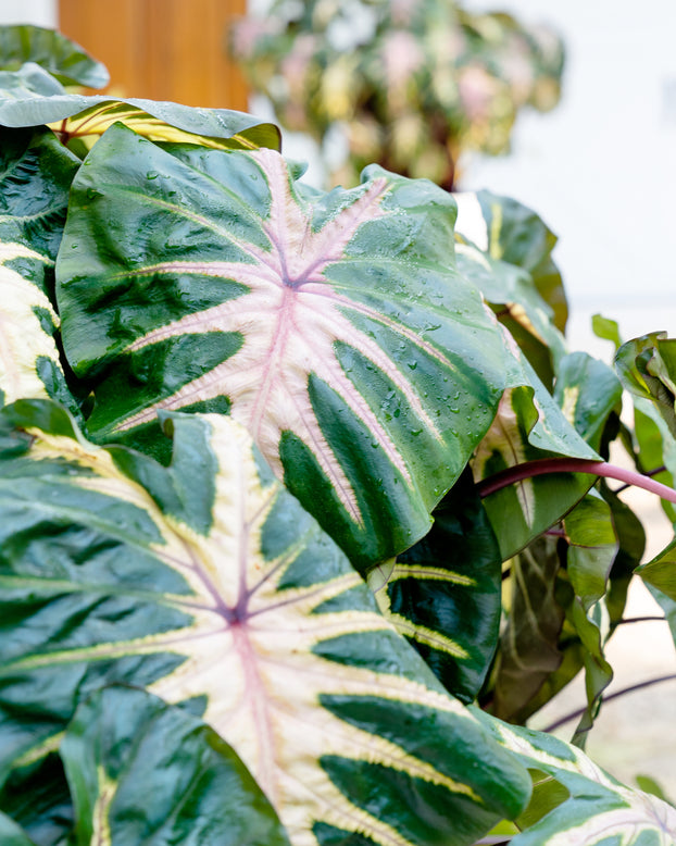 Colocasia 'Waikiki'