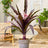 Conservatory plants (105)