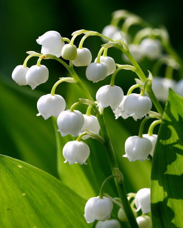 Convallaria 'Vivid Valleys'