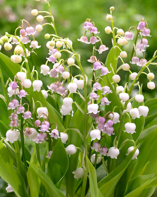 Convallaria 'Vivid Valleys'