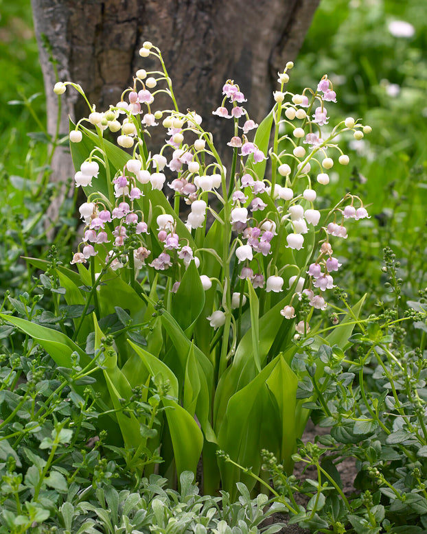 Convallaria 'Vivid Valleys'