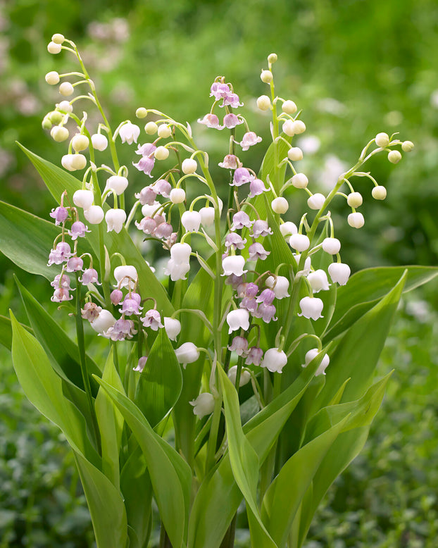 Convallaria 'Vivid Valleys'