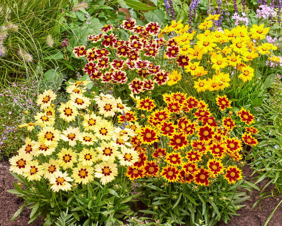 Coreopsis 'Solar Fancy'