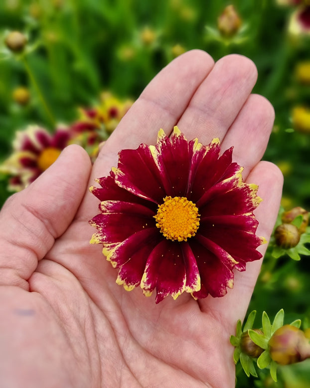 Coreopsis 'Solar Fancy'