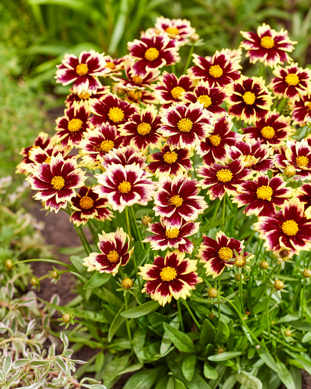 Coreopsis 'Solar Fancy'