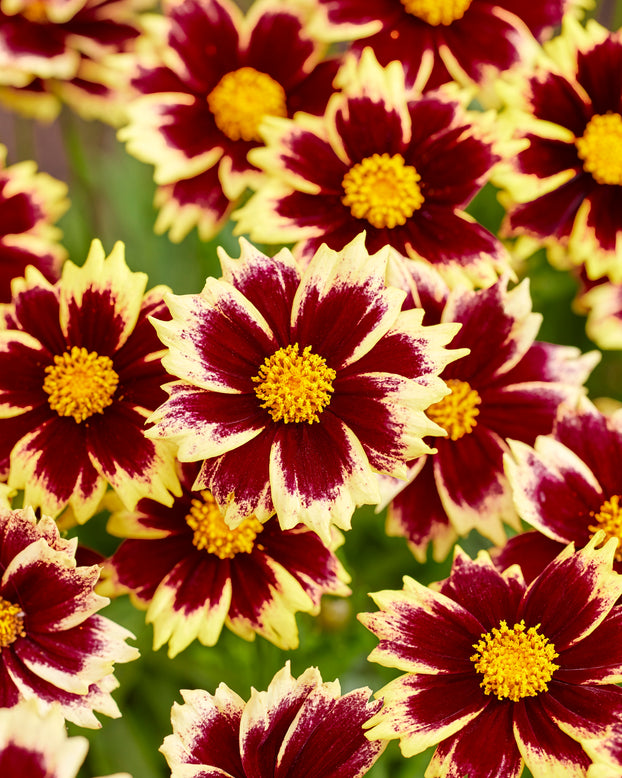 Coreopsis 'Solar Fancy'