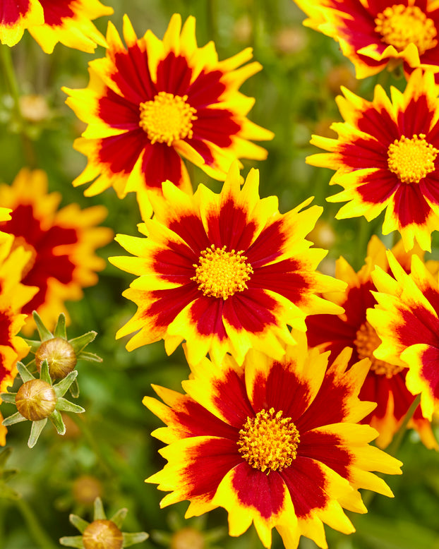 Coreopsis 'Solar Jewel'