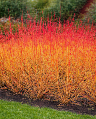 Cornus 'Midwinter Fire' Cornus 'Midwinter Fire'