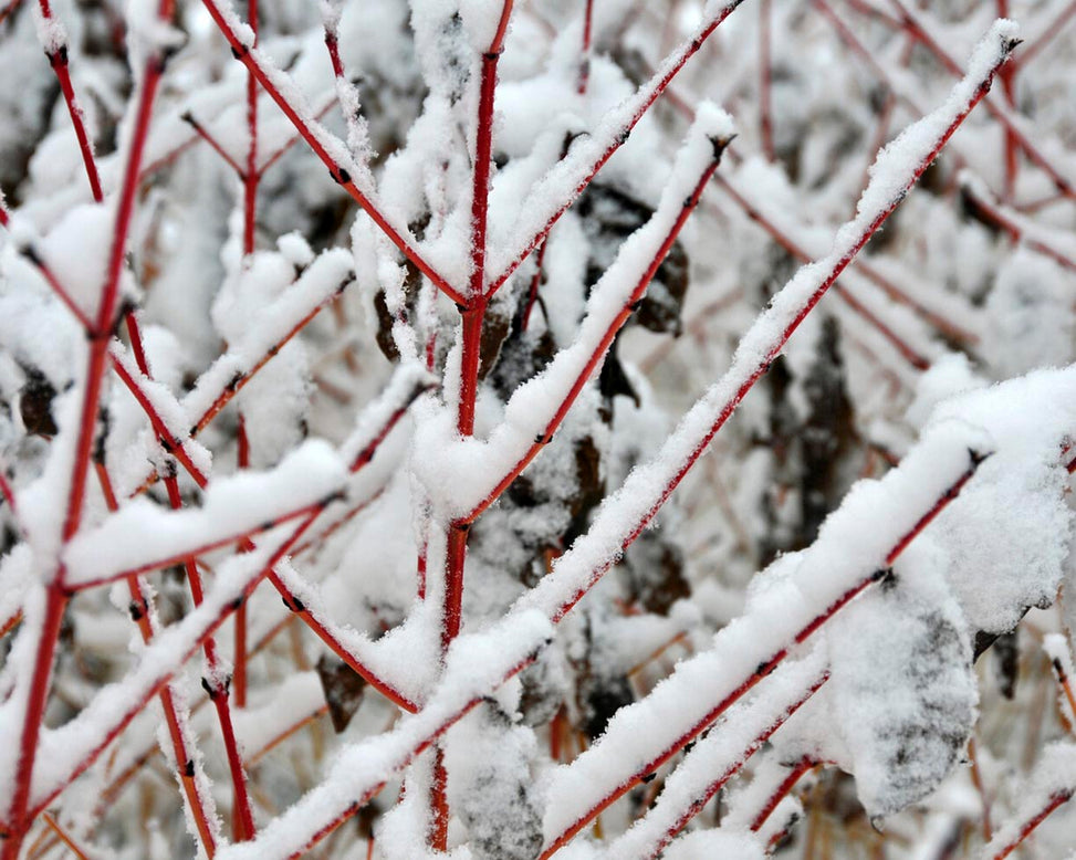 Cornus 'Midwinter Fire'