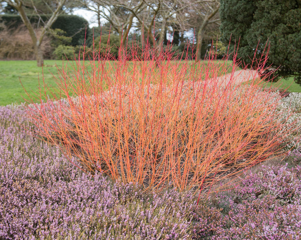 Cornus 'Midwinter Fire'
