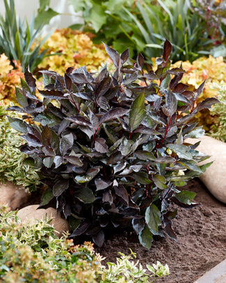 Cornus 'Nightfall' Cornus 'Nightfall'