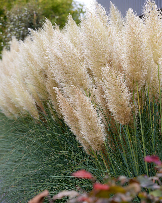 Cortaderia selloana