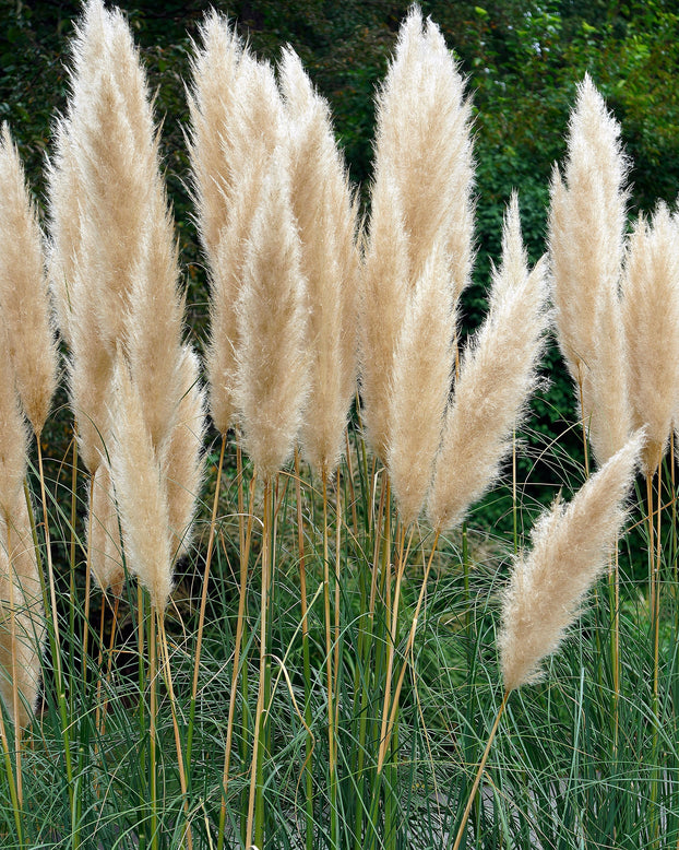 Cortaderia selloana