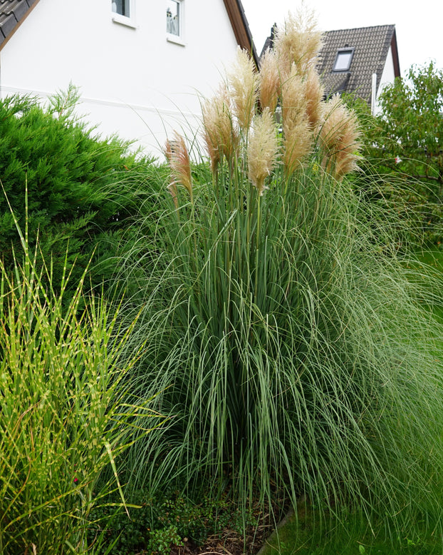 Cortaderia selloana