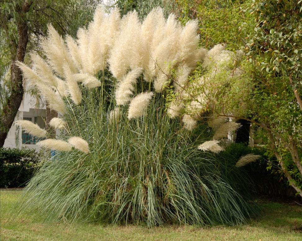 Cortaderia selloana