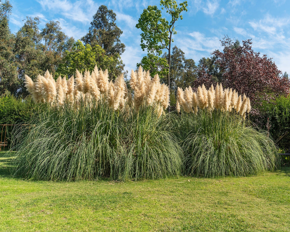 Cortaderia selloana