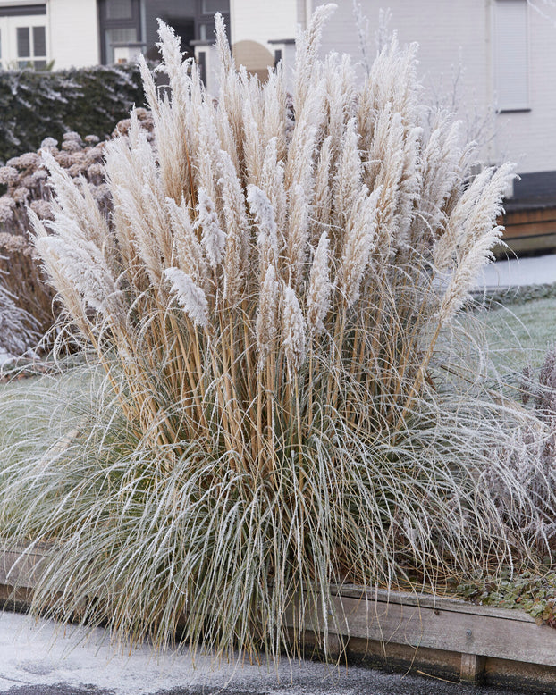 Cortaderia selloana
