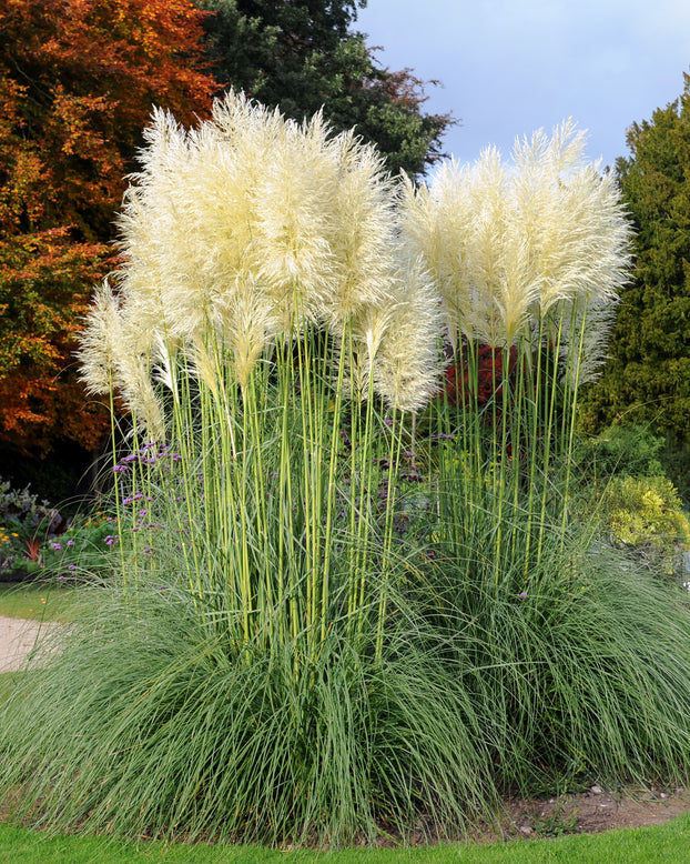 Cortaderia selloana