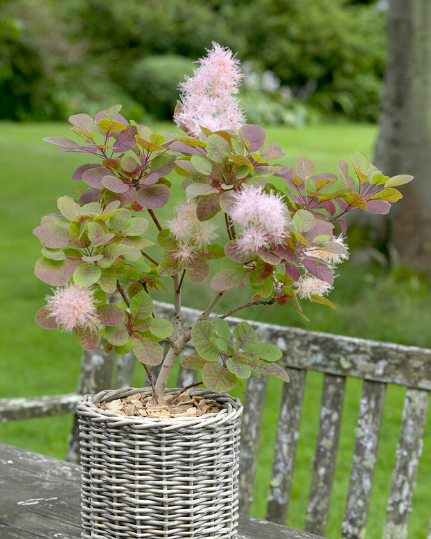 Cotinus 'Smokey Joe'