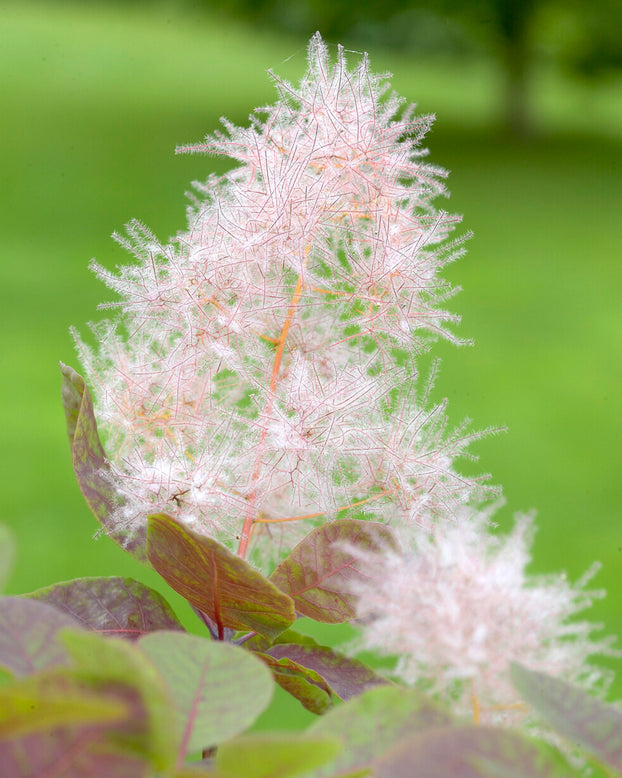 Cotinus 'Smokey Joe'