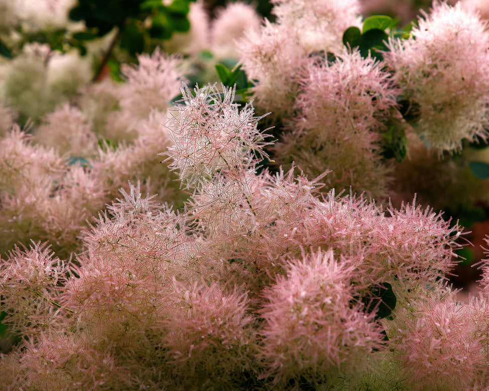 Cotinus 'Smokey Joe'