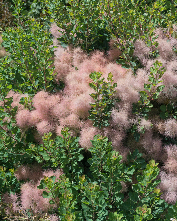 Cotinus 'Smokey Joe'