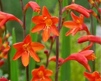 Crocosmia 'Fire King' Crocosmia 'Fire King'