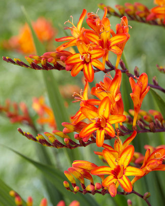 Crocosmia 'Firestarter' Crocosmia 'Firestarter'