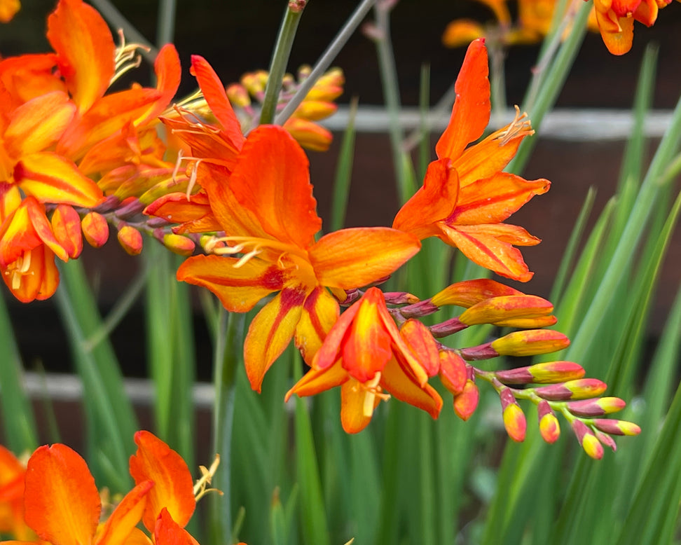 Crocosmia 'Firestarter'